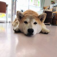 のあ：斗真とアキも元気です🐶