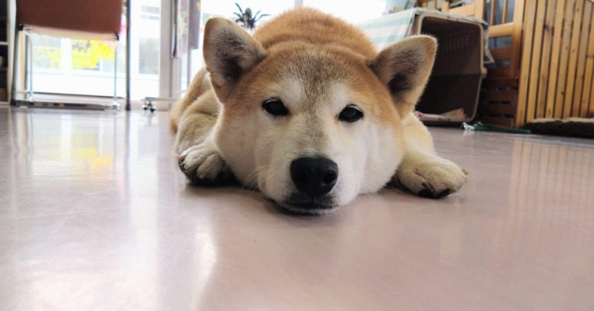 のあ：斗真とアキも元気です🐶