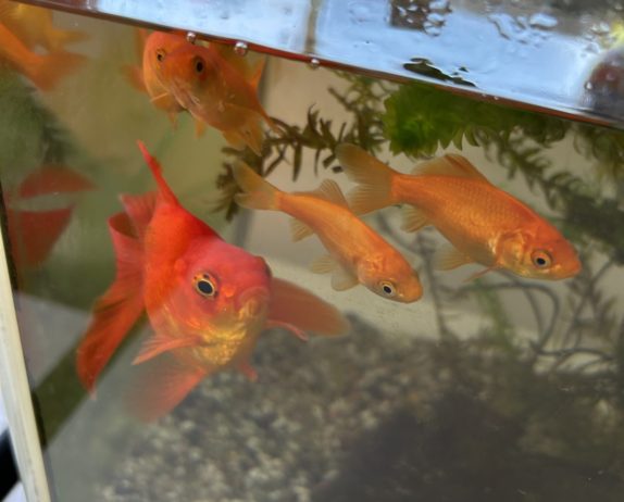 ぱぷりか：みんなの仲間をご紹介します