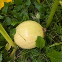 のあ：ハロウィンかぼちゃ🎃その後・・・