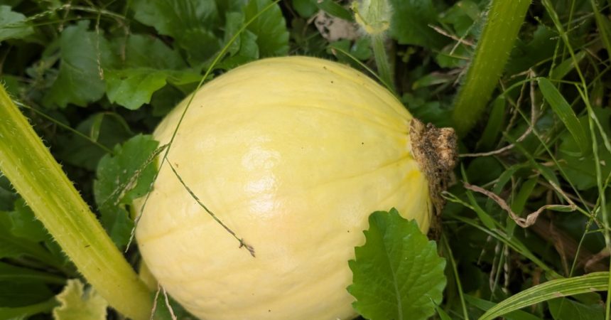 のあ：ハロウィンかぼちゃ🎃その後・・・