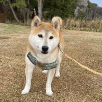 のあ：🐻がでるぞ～