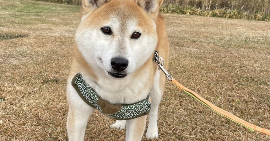 のあ：🐻がでるぞ～