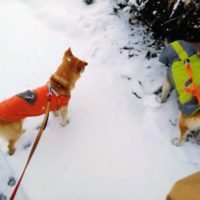 のあ：突然の雪の後