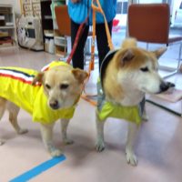 のあ：アキもカッパデビュー🐕