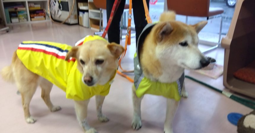 のあ：アキもカッパデビュー🐕